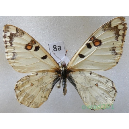 Hypermnestra helios Nickerl, 1846 Uzbekistan8a